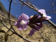 Tillandsia streptocarpa