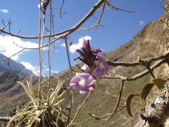 Tillandsia streptocarpa