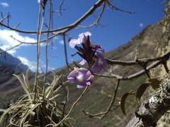 Tillandsia streptocarpa