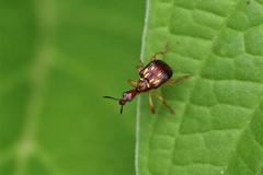 Hamiltonius trinotatus