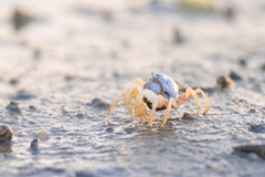 Mictyris brevidactylus