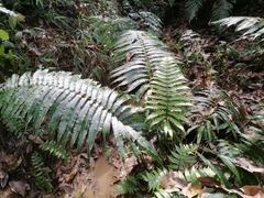 Pteris arisanensis