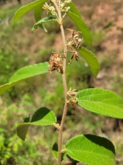 Grewia savannicola