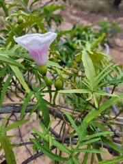 Ipomoea calobra