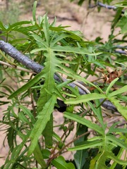 Ipomoea calobra