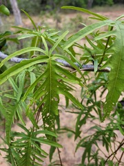 Ipomoea calobra