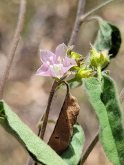 Jacquemontia paniculata