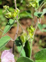 Jacquemontia paniculata