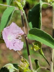 Jacquemontia paniculata
