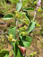 Jacquemontia paniculata