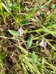 Jacquemontia paniculata