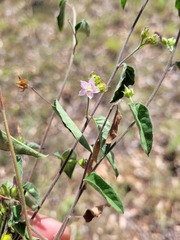 Jacquemontia paniculata