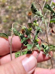 Jacquemontia paniculata