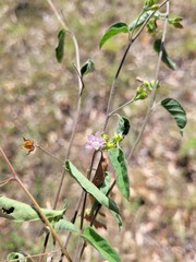 Jacquemontia paniculata