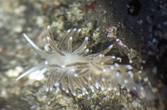 Cuthonella cocoachroma