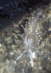 Cuthonella cocoachroma