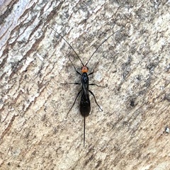 Callibracon capitator