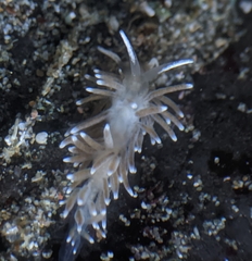 Cuthonella cocoachroma