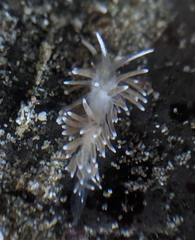 Cuthonella cocoachroma