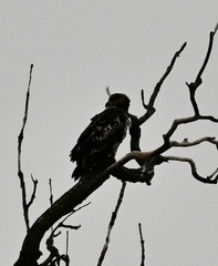 Haliaeetus leucocephalus