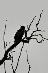 Haliaeetus leucocephalus