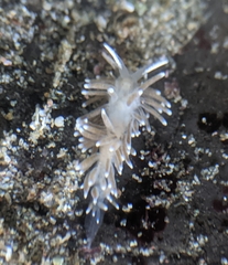 Cuthonella cocoachroma