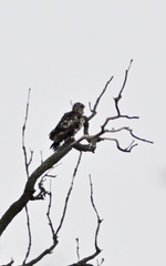 Haliaeetus leucocephalus