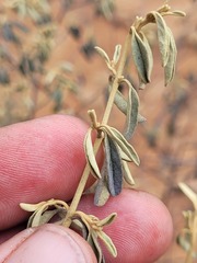 Prostanthera suborbicularis