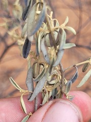 Prostanthera suborbicularis