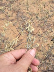Prostanthera suborbicularis