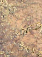 Prostanthera suborbicularis