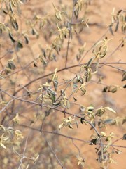 Prostanthera suborbicularis