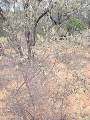 Prostanthera suborbicularis