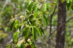 Semialarium mexicanum