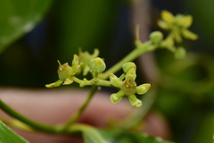 Semialarium mexicanum