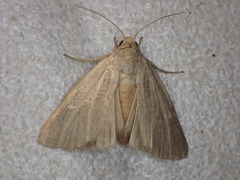 Heliocheilus aleurota