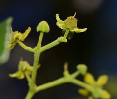 Semialarium mexicanum