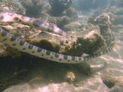 Hydrophis major