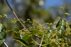 Semialarium mexicanum