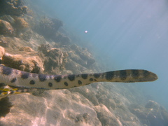 Hydrophis major