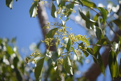 Semialarium mexicanum