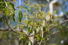 Semialarium mexicanum