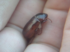 Phyllophaga futilis