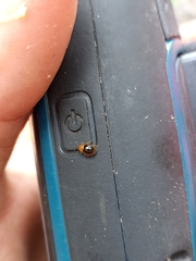 Adoxellus flavihirtus