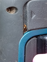 Adoxellus flavihirtus