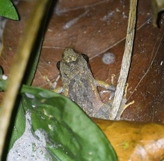 Buergeria oxycephala