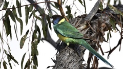 Barnardius zonarius zonarius