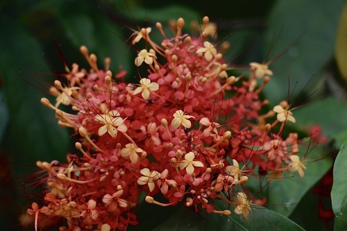 Saraca declinata observed 2022-02-05