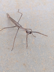 Archimantis quinquelobata