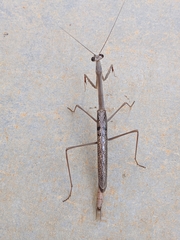 Archimantis quinquelobata